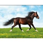 Sud trading - cadre en toile cheval - pissenlit