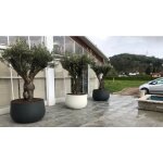 Urban acaya 84 jardini�re en r�sine pour grandes plantes vasar by telcom couleur : blanc nacr� - colore: ...