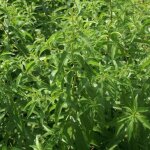 Verveine citronnelle / godet