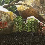 Sable pour aquarium 25 kg noir 0, 2 - 2 mm vidaxl