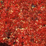 Vigne vierge quinquefolia red wall� 'troki' / godet