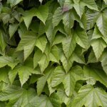 Vigne vierge veitchii robusta / pot de 1, 5l