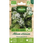 Ail des ours - bio vilmorin