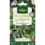 Chicor�e � feuilles grumolo verde - cuisine du monde vilmorin