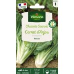 Chicor�e scarole cornet d'anjou vilmorin