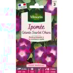 Ipome gante scarlett o'hara vilmorin
