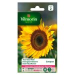 Vilmorin - tournesol nain sunspot (simple)