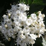 Viorne, laurier tin giganteum / pot de 4l