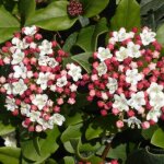 Viorne, laurier tin gwenllian, viburnum / pot de 5l
