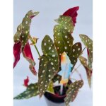 Vivaio garden forest - begonia maculata wightii pot 12cm photo actuelle h 30cm