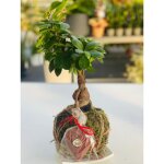 Bonsa� ficus kokedama photos r�elles