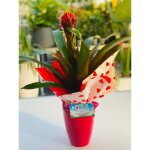 Bromelia guzmania 'torch' dans un pot en cramique photo relle