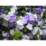 Brunfelsia plante en pot 24 cm photos r�elles plantes � fleurs