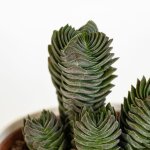 Buddha temple crassula - pot de plantes succulentes 5, 5 cm photos réelles Buddha temple crassula - pot de plantes succulentes 5, 5 cm photos réelles