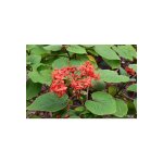 Vivaio garden forest - clerodendrum speciosissimum plante en pot photo actuelle h 60 cm Vivaio garden forest - clerodendrum speciosissimum plante en pot photo actuelle h 60 cm