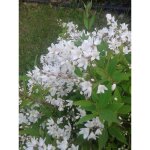 Vivaio garden forest - deutzia gracilis - plante arbuste japon pot 20 photos réelles Vivaio garden forest - deutzia gracilis - plante arbuste japon pot 20 photos réelles