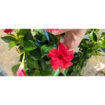 Vivaio garden forest - dipladenia pot de fleurs 14 photos r�elles - couleur : rouge - colore: rosa