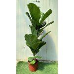 Vivaio garden forest - ficus lyrata photo real h 100cm pot 18cm plantes d'intérieur Vivaio garden forest - ficus lyrata photo real h 100cm pot 18cm plantes d'intérieur