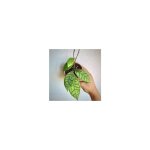 Hoya callistophylla 'wax flower' pot 10. 5cm photos relles