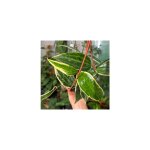 Vivaio garden forest - hoya macrophylla pot de fleurs en cire 14cm photos relles