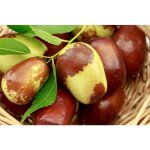 Vivaio garden forest - jujubier - arbres fruitiers arbuste petit arbre photos royales