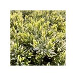 Lavandula variegata dentata lavandula variegata pot 19cm nouveaut� aromatique