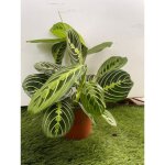 Vivaio garden forest - maranta leuconera lemon lime pot 12 cm 'plante de pri�re' royal photo