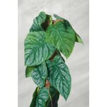 Vivaio garden forest - monstera dubia rare plantes d'intrieur pot 24cm photo actuelle h 120cm