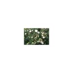 Vivaio garden forest - myrtus communis tarentina (myrte myrte) pot 18cm photo r�elle