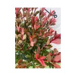 Vivaio garden forest - photinia x fraseri chico novelty