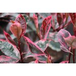 Photinia x fraseri louise pot 18cm