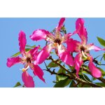 Vivaio garden forest ? chorisia speciosa ? arbre bouteille h 150 cm ? feuillage semi - persistant ? fleurs ...