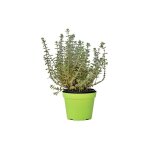 Vivaio garden forest - plante de marjolaine 14cm pot Vivaio garden forest - plante de marjolaine 14cm pot