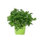 Pot de menthe 14
