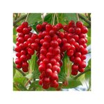 Vivaio garden forest - schisandra chinensis - bacca dei five sapori (pollinisateur)