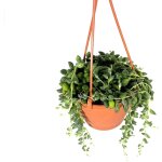 Vivaio garden forest - senecio herreianus herreyanus plante à chapelet ou collier de perles royal photos ... Vivaio garden forest - senecio herreianus herreyanus plante à chapelet ou collier de perles royal photos ...