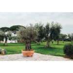 Vivaio garden forest - ursus 120 (120 x 60h) vase en r�sine pour grandes plantes - couleur : blanc - ...