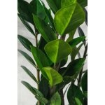 Zamioculcas zamilifolia plante padre pio photos r�elles h 100cm