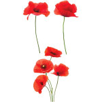 Autocollant pour vitres coquelicots