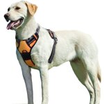 Harnais chien xl, harnais anti traction pour chien, facile à mettre, sans poignée contrôle, arnet pour ... Harnais chien xl, harnais anti traction pour chien, facile à mettre, sans poignée contrôle, arnet pour ...