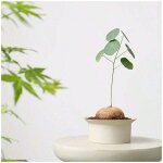 1 pot de fleurs en c�ramique de style scandinave moderne wabisa, uni, vert, non �maill�, respirant, en ...