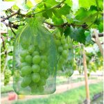 100 pi�ces sac de protection de grappes de raisin, taille: 30 x 20 cm, couleur: vert, avec cordon, donne ...