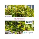 Leaderplant. com - 11 x laurier sauce en godet Leaderplant. com - 11 x laurier sauce en godet