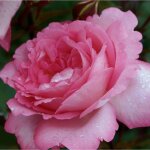 2 x rosa - kordes eleganza� rosier - rosa 'eliza'