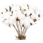 20 pack fleurs de coton naturelle fleurs sechees tige fausses branches plantes d�coration pour balcon ...