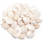 200 pices coquillage decoration, coquillages blancs de 2 - 3 cm pour loisirs cratifs, petite dcoration ...