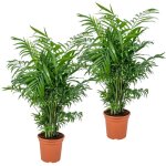 Bloomique - lot de 2 - chamaedorea elegans - palmier nain mexicain - plantes d'intérieur - dépolluantes ... Bloomique - lot de 2 - chamaedorea elegans - palmier nain mexicain - plantes d'intérieur - dépolluantes ...