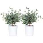 Lot de 2 - eucalyptus gunnii - gommier - arbuste - persistant - ?14 cm - 25 - 35 cm