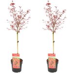Bloomique - lot de 2 - acer palmatum shaina - Érable du japon sur tronc - plantes de jardin - arbre - ... Bloomique - lot de 2 - acer palmatum shaina - Érable du japon sur tronc - plantes de jardin - arbre - ...