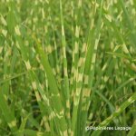 3 herbes � �l�phant 'strictus' (miscanthus sinensis 'strictus')